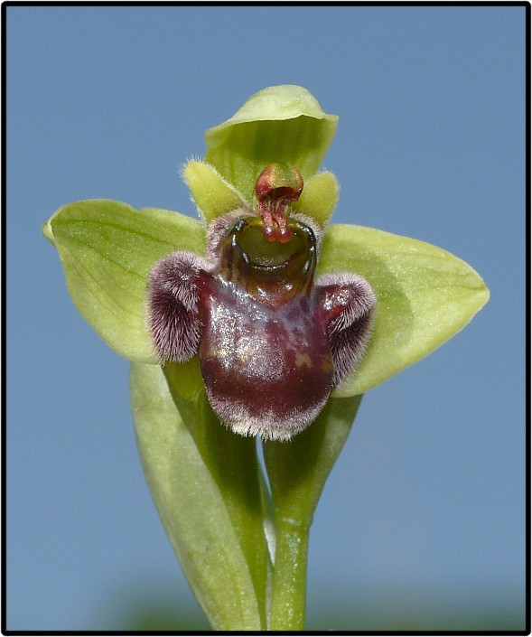 Ophrys bombyliflora